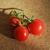 Tomaten am 13.08.08